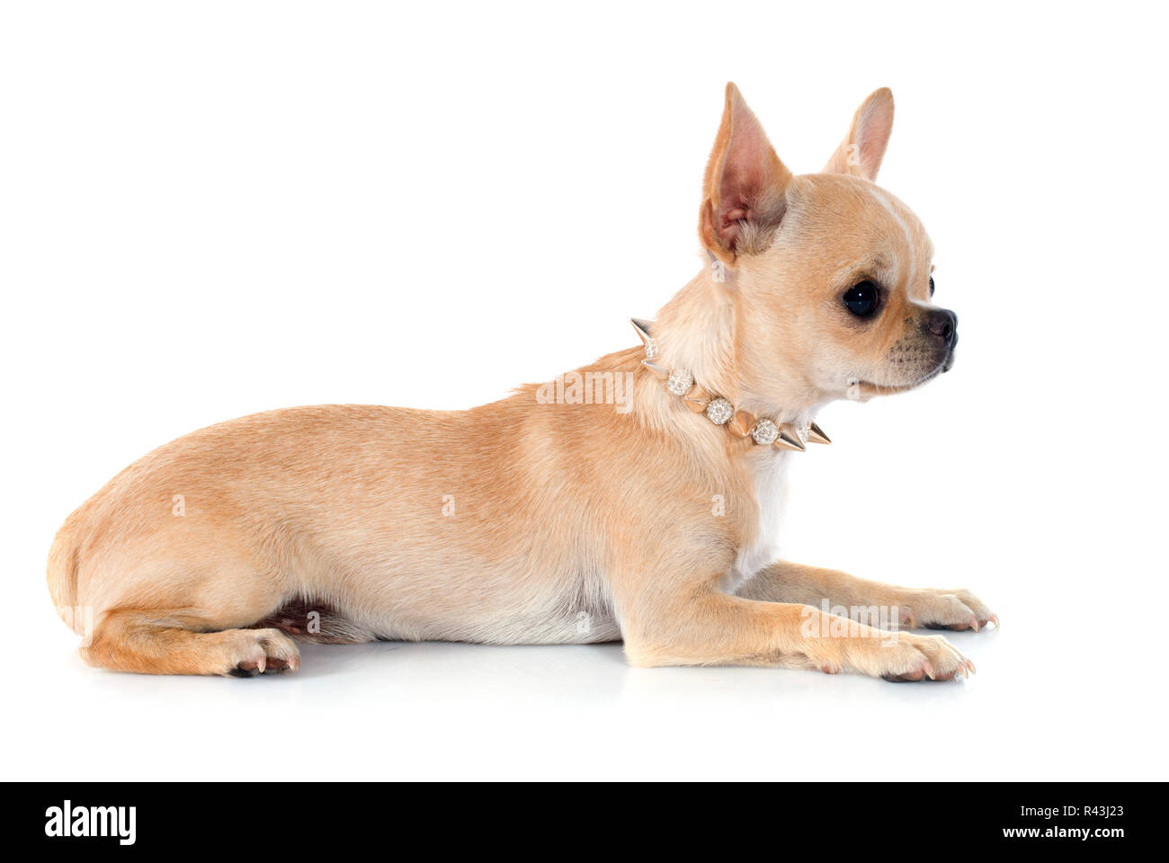 puppy chihuahua Stock Photo