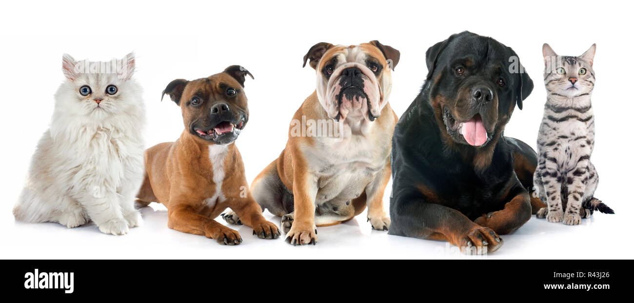 cats and dogs Stock Photo