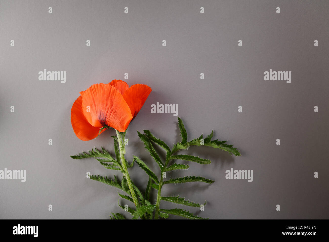 Red poppy on gray background hi-res stock photography and images - Alamy