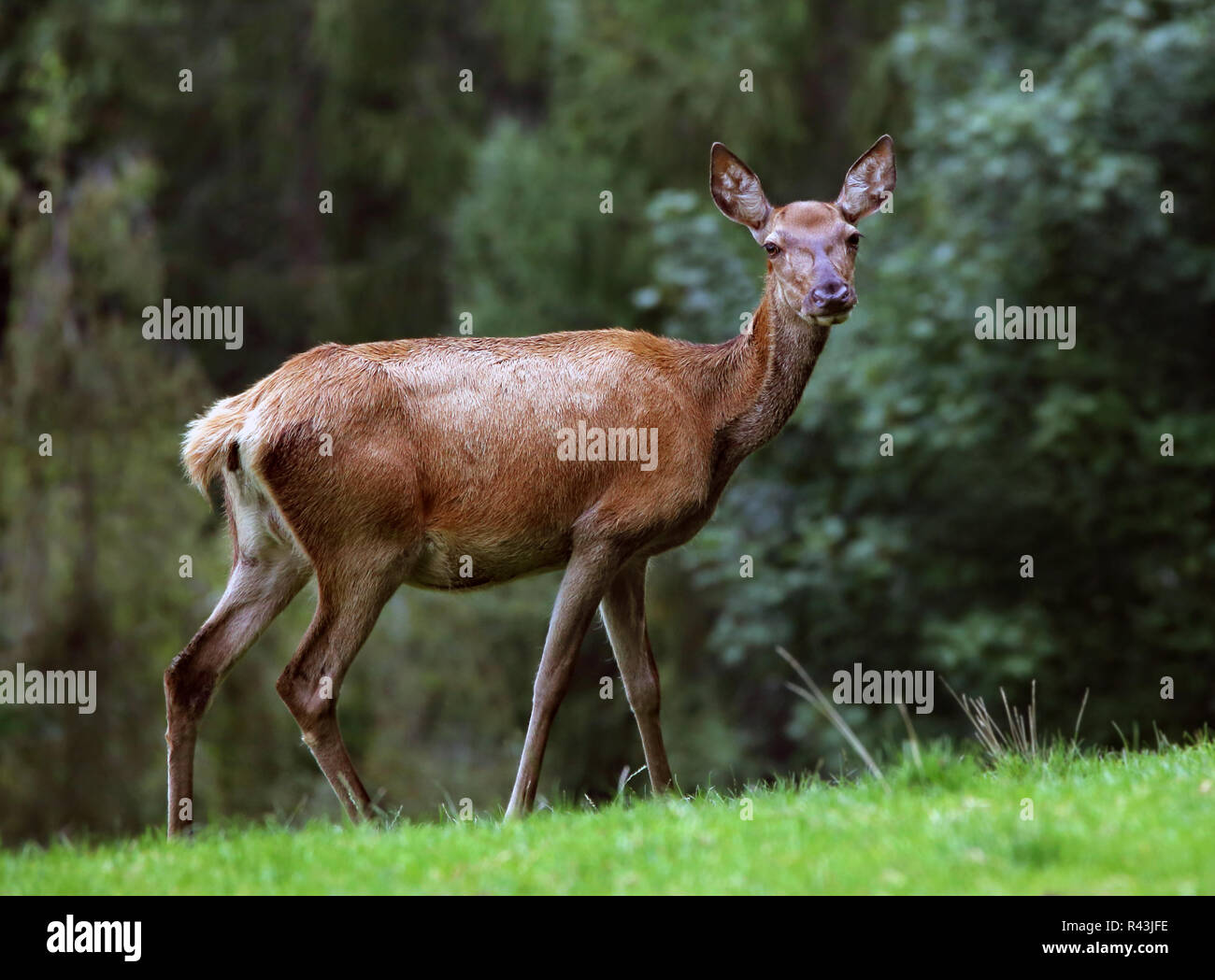 red deer on forest clearing Stock Photo