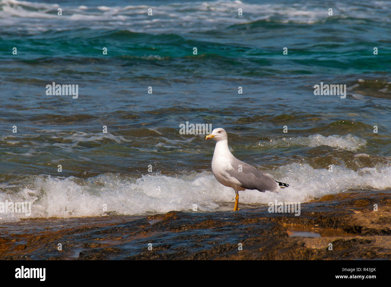 Seagull and wave Stock Photo