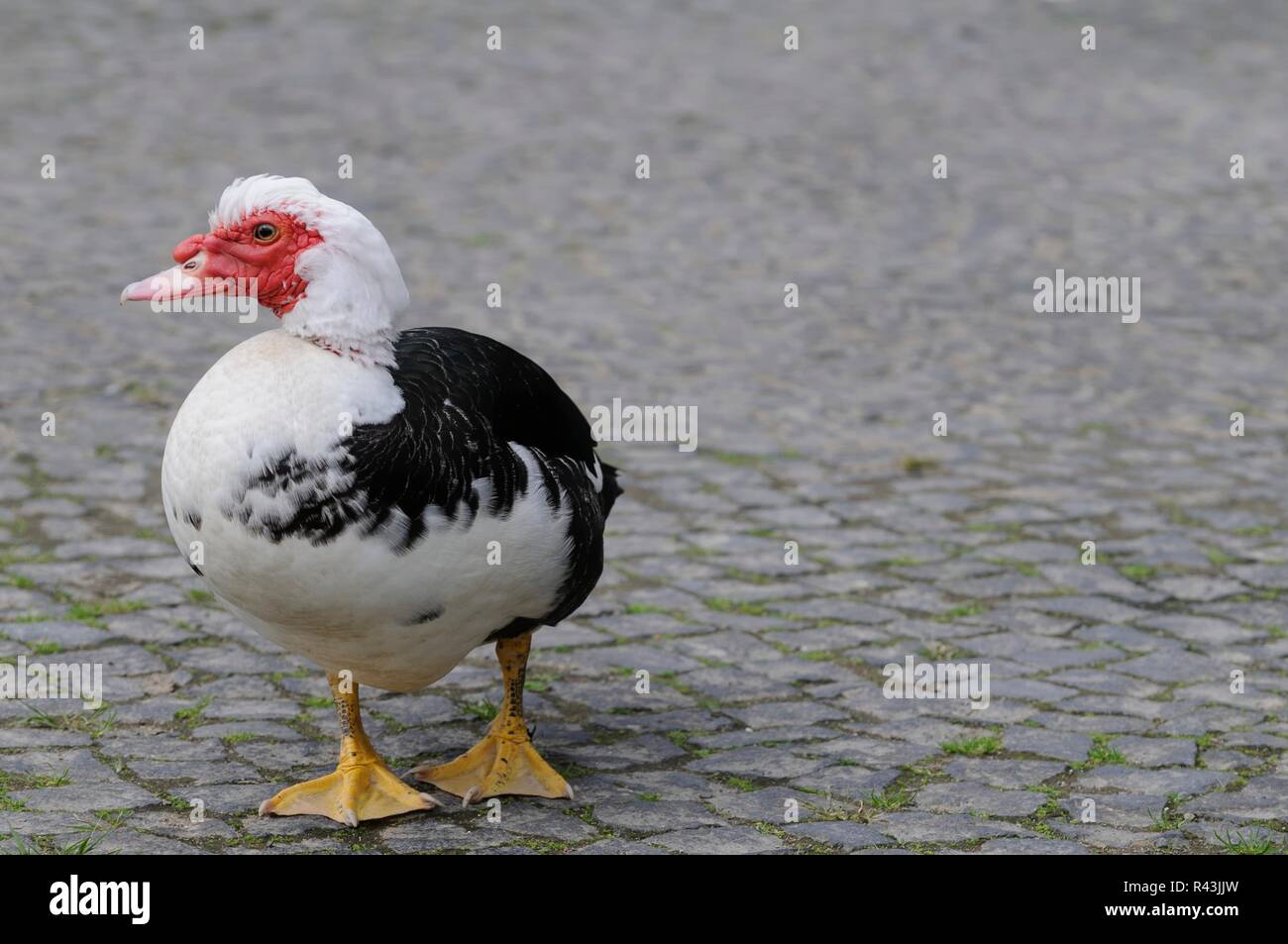 musk duck Stock Photo