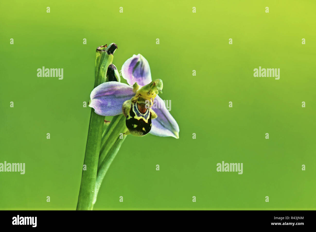 flowering of native bee orchid ophrys apifera Stock Photo