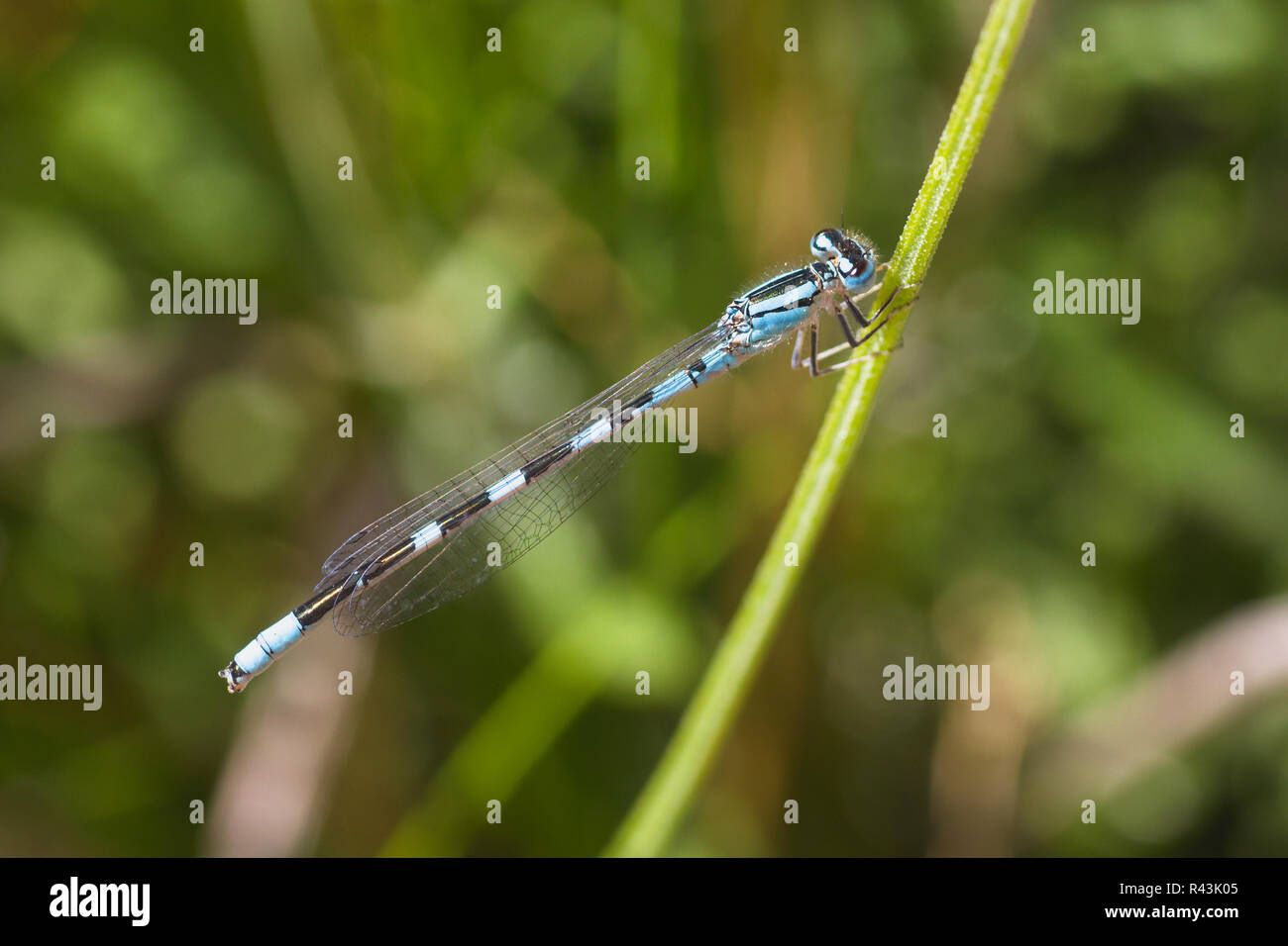 Blue Damselfly on Stem Stock Photo - Alamy
