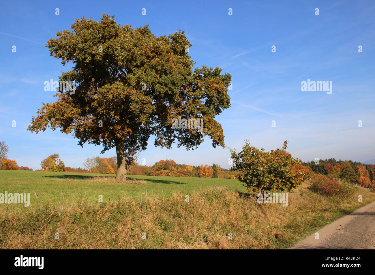 autumn landscape with tree Stock Photo - Alamy