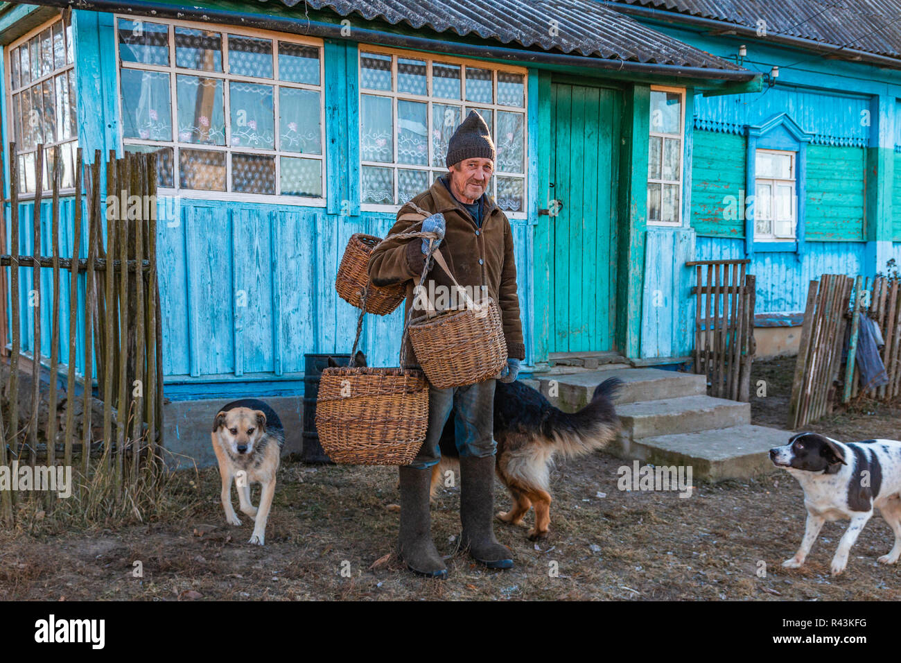 Old village resident dogs in the background of a village house. Russia. Kaluga region. Peremishl' Stock Photo