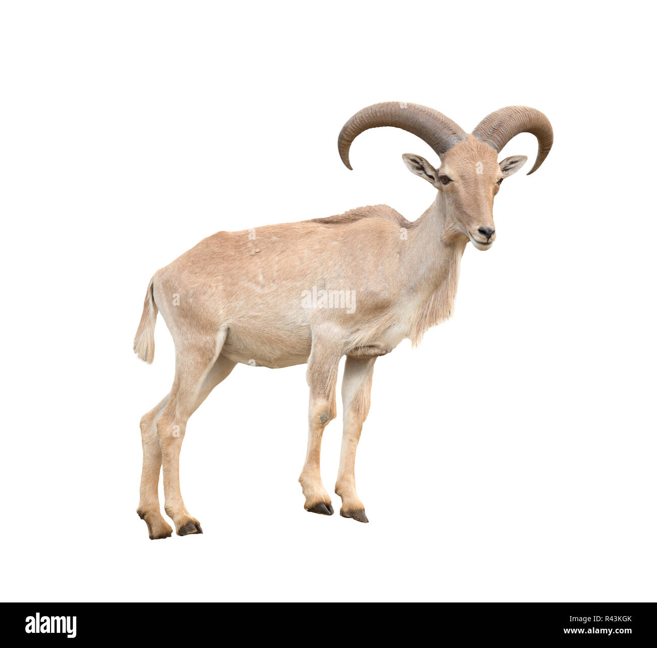 Barbary sheep aoudad ammotragus lervia Cut Out Stock Images & Pictures ...