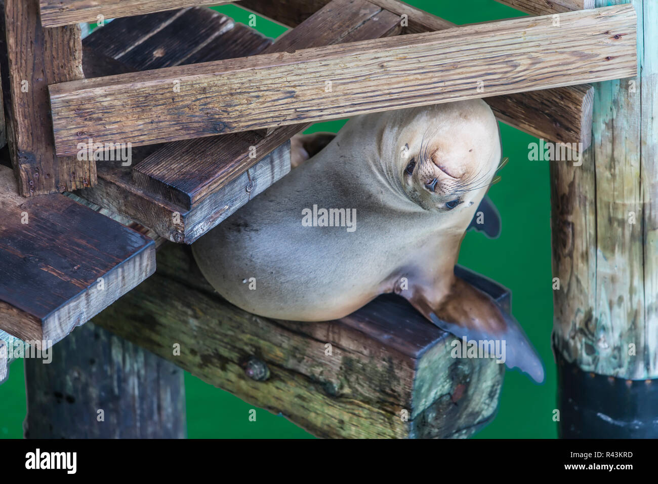 California Sea Lion Stock Photo