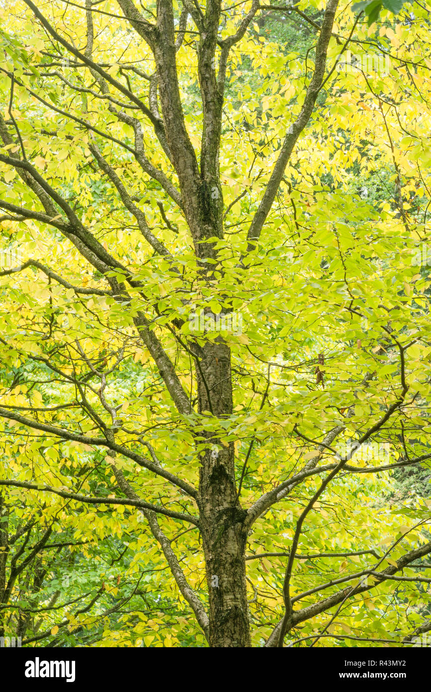 Golden Autumn Leaves Stock Photo - Alamy