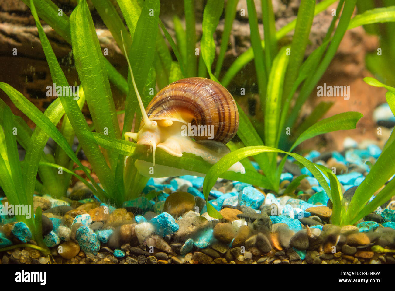 Striped brown snail crawling on a leaf Ampularia eel Stock Photo