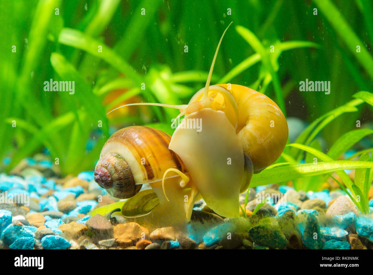 Two snails Ampularia yellow and brown striped eat algae on the walls of the aquarium Stock Photo