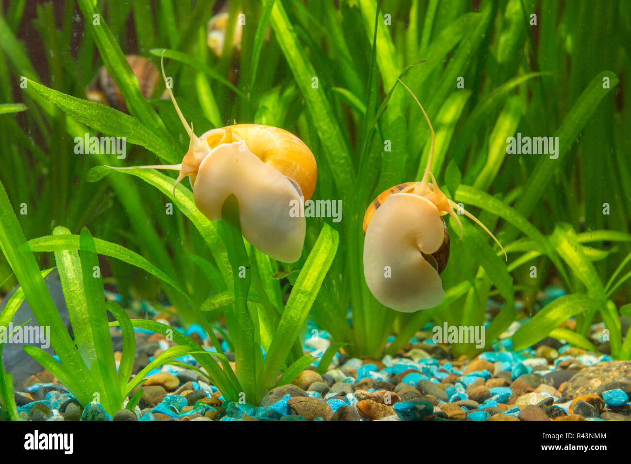 Two snails Ampularia yellow and brown striped glass aquarium Stock Photo