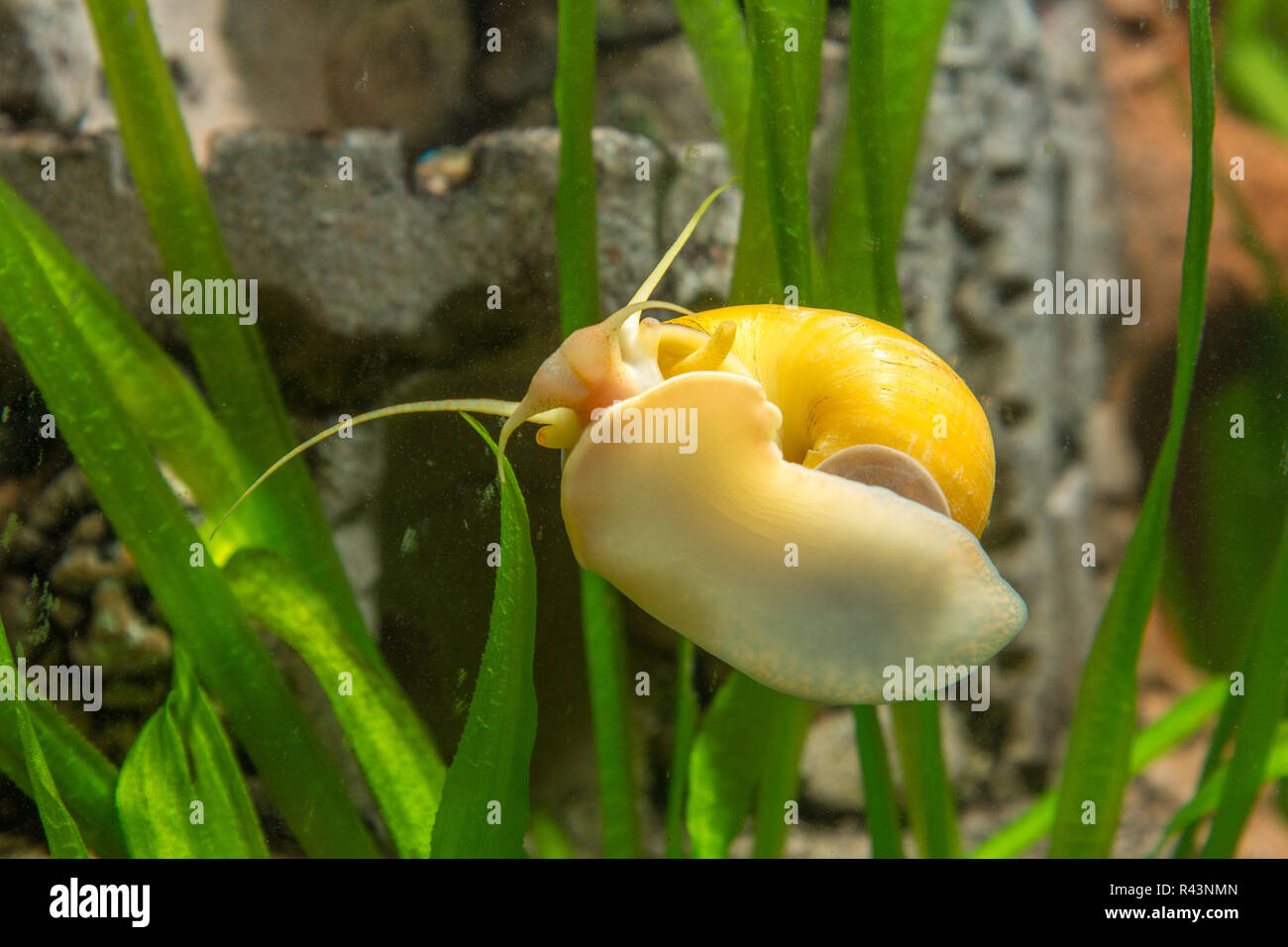 Adult Ampularia snail crawling on the glass of the aquarium Stock Photo