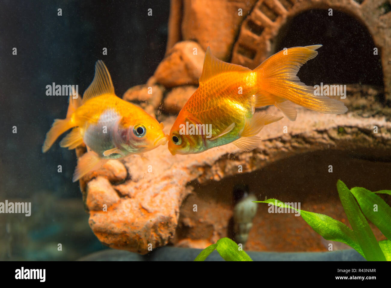 Two goldfish in the background cave in the aquarium Stock Photo Alamy