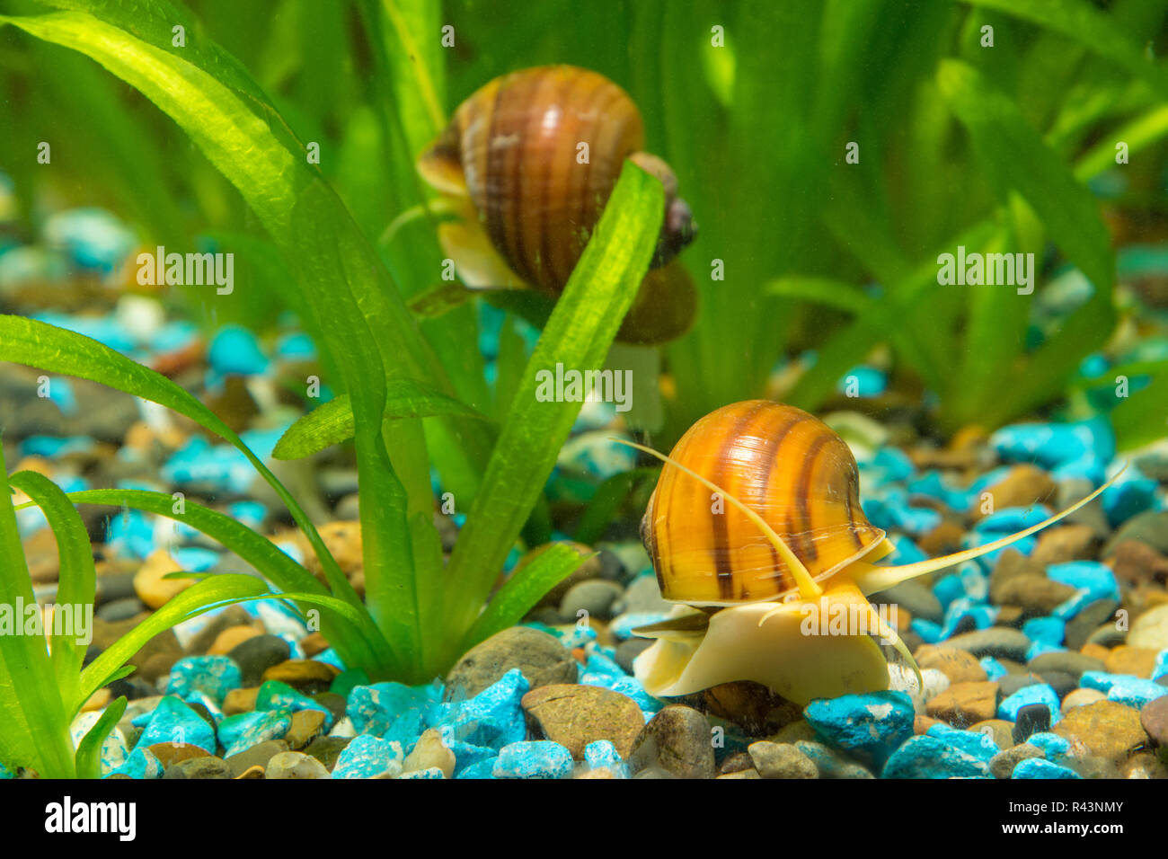 Two big snails in the aquarium Ampularia Stock Photo