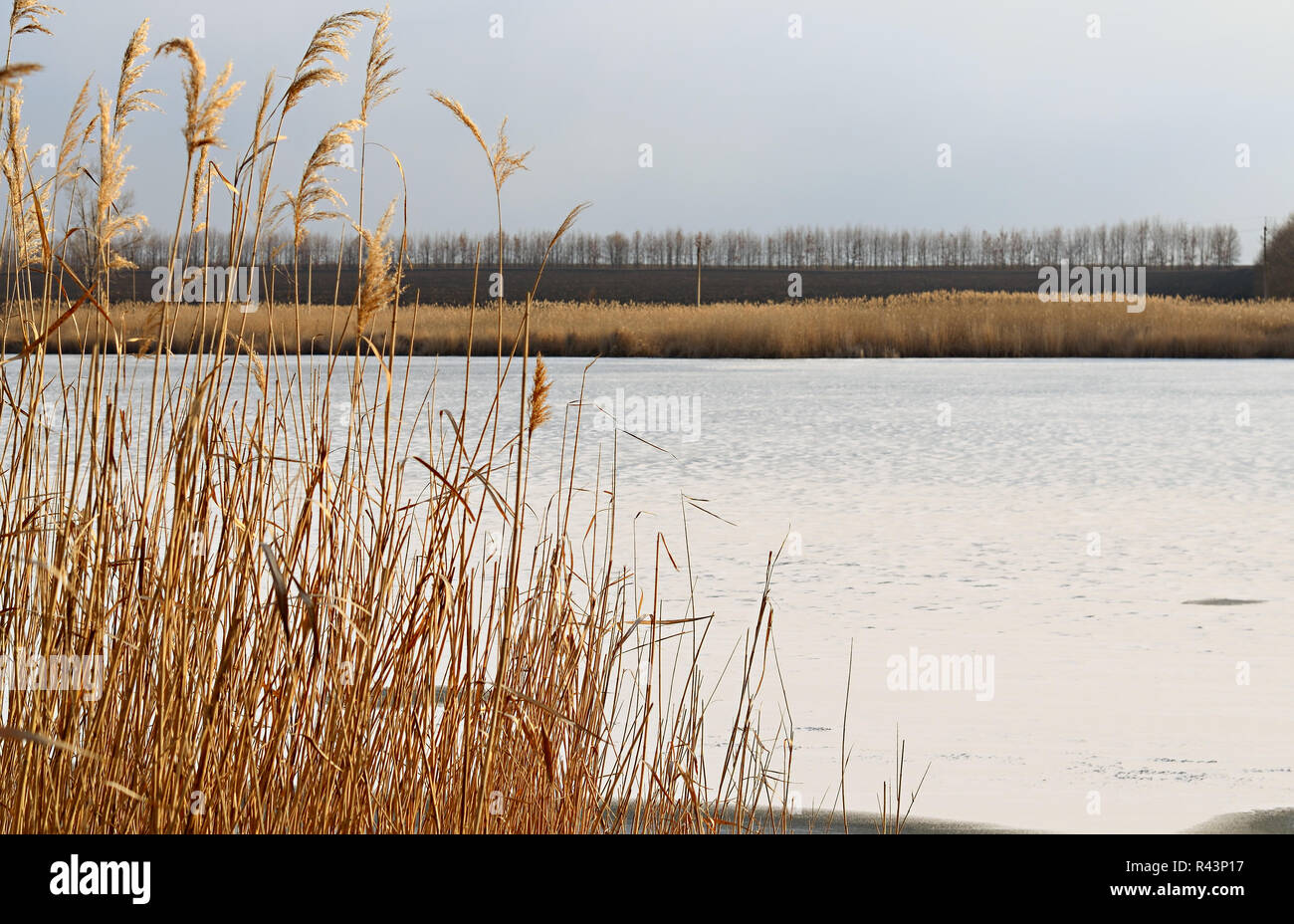 Panicle reeds hi-res stock photography and images - Alamy