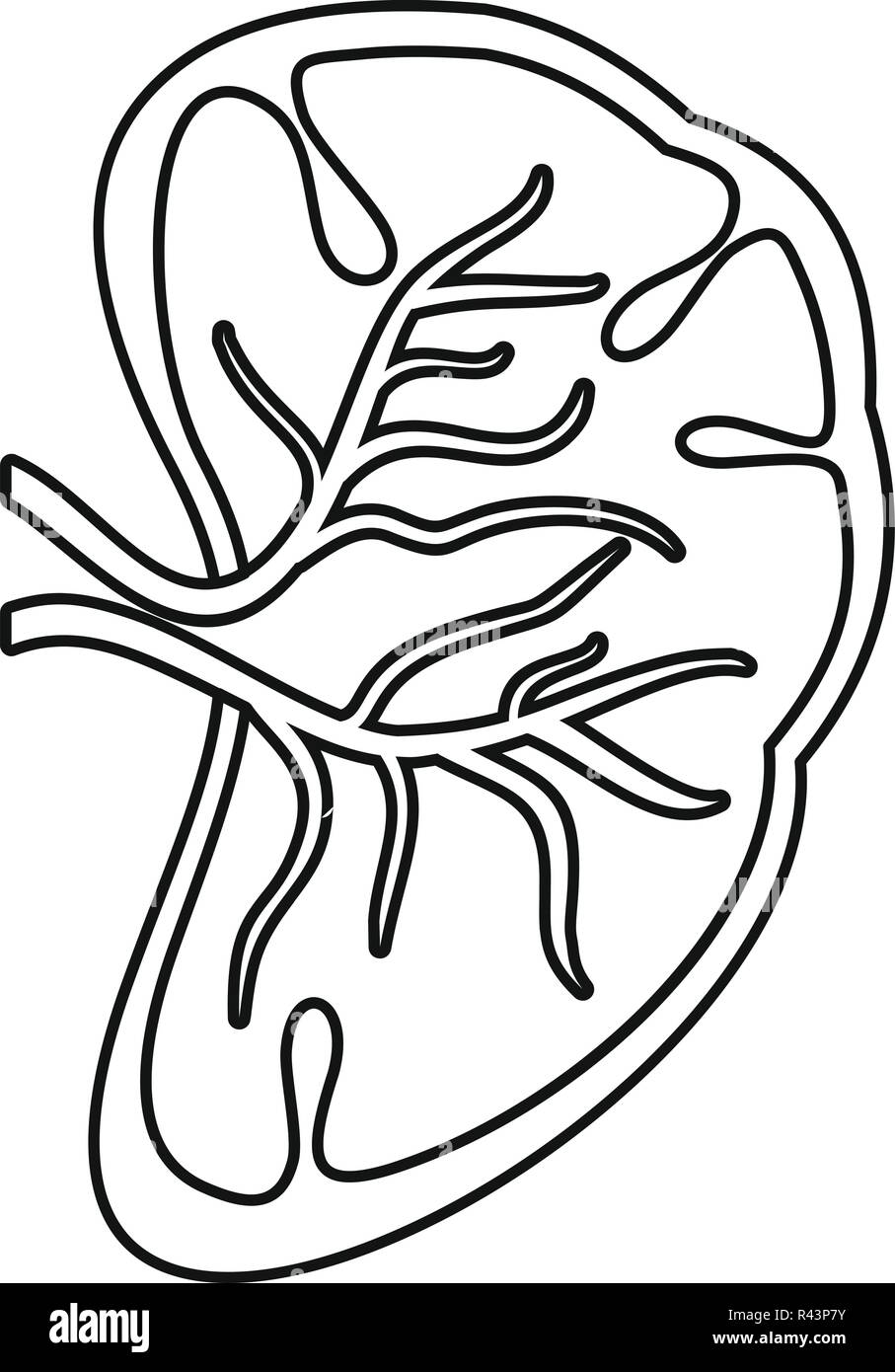 Cut spleen icon. Outline illustration of cut spleen vector icon for web design isolated on white background Stock Vector