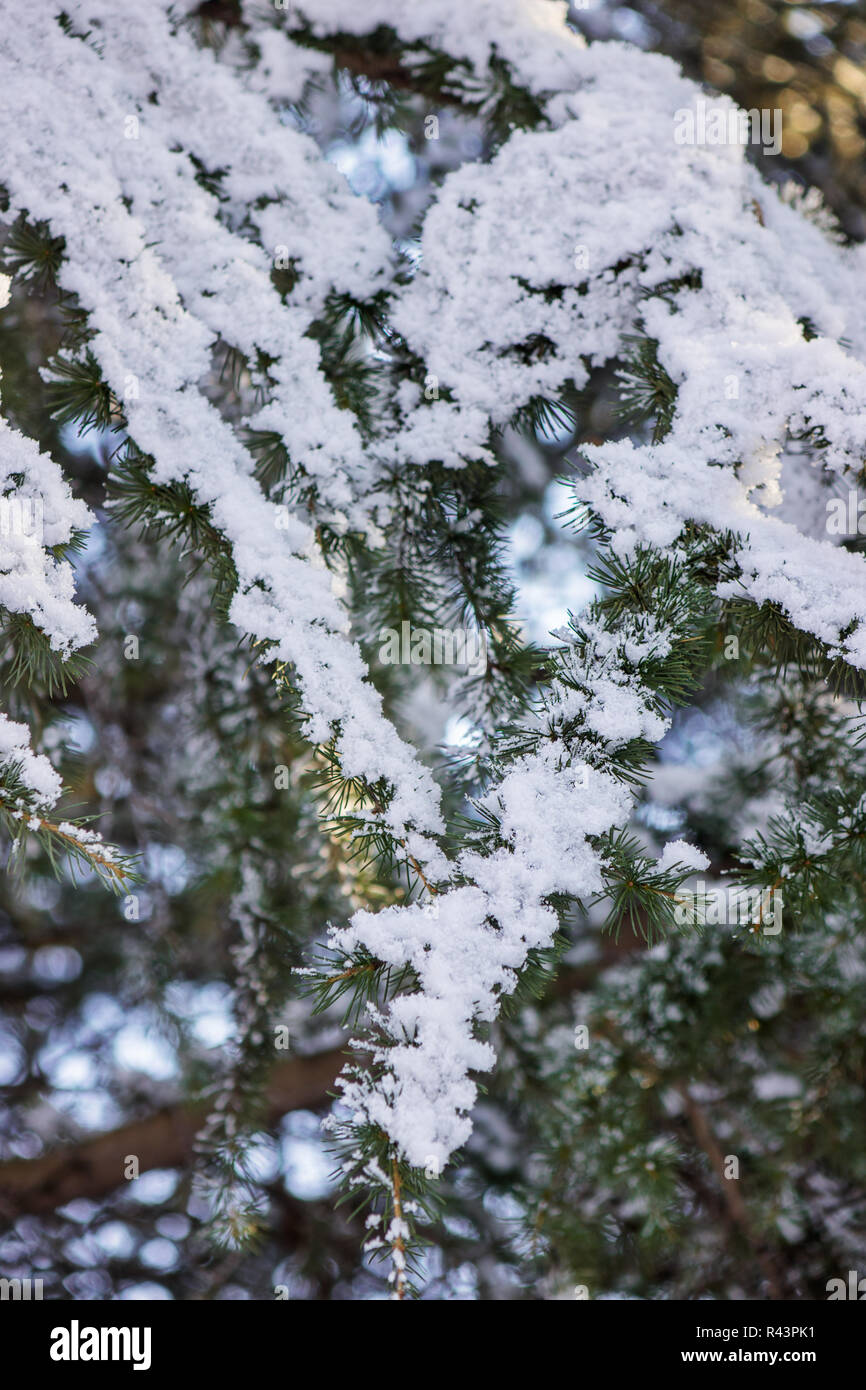 Branches of an evergreen tree covered with snow Stock Photo - Alamy