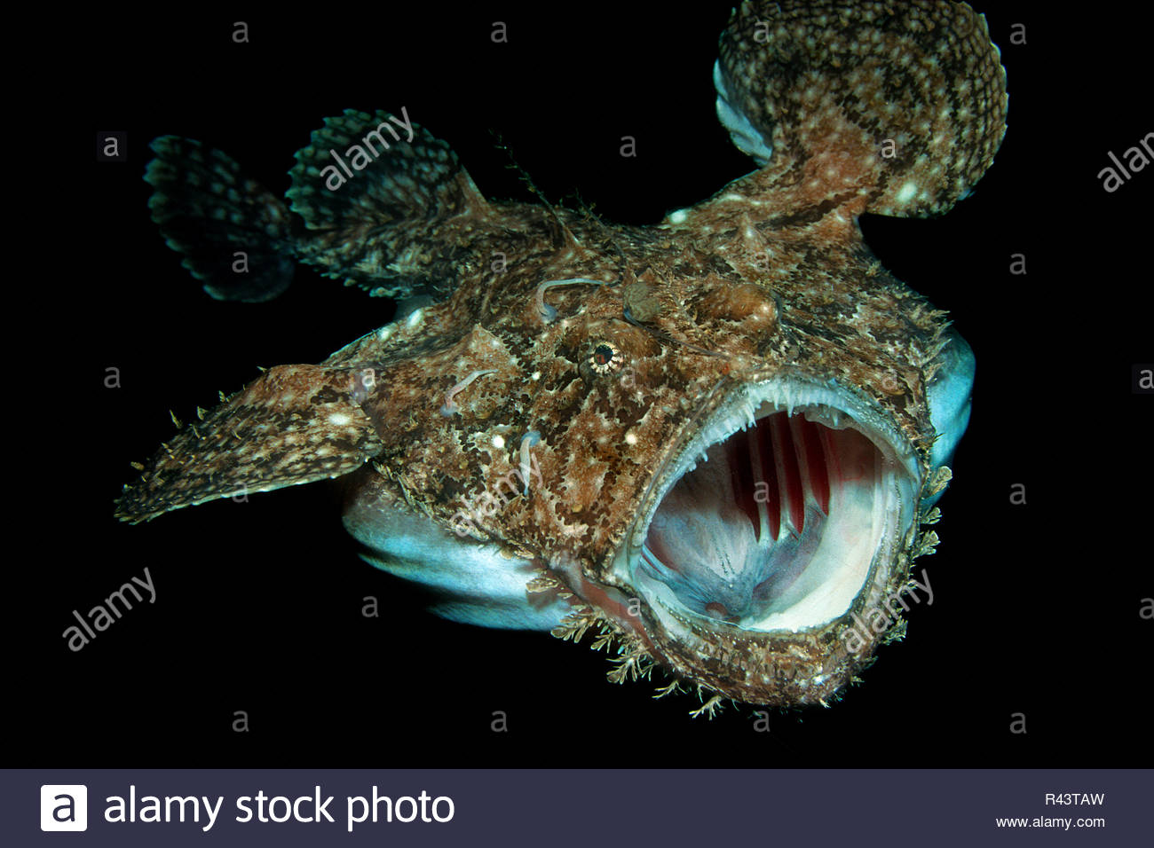 Monkfish Lophius Stock Photos & Monkfish Lophius Stock Images Alamy