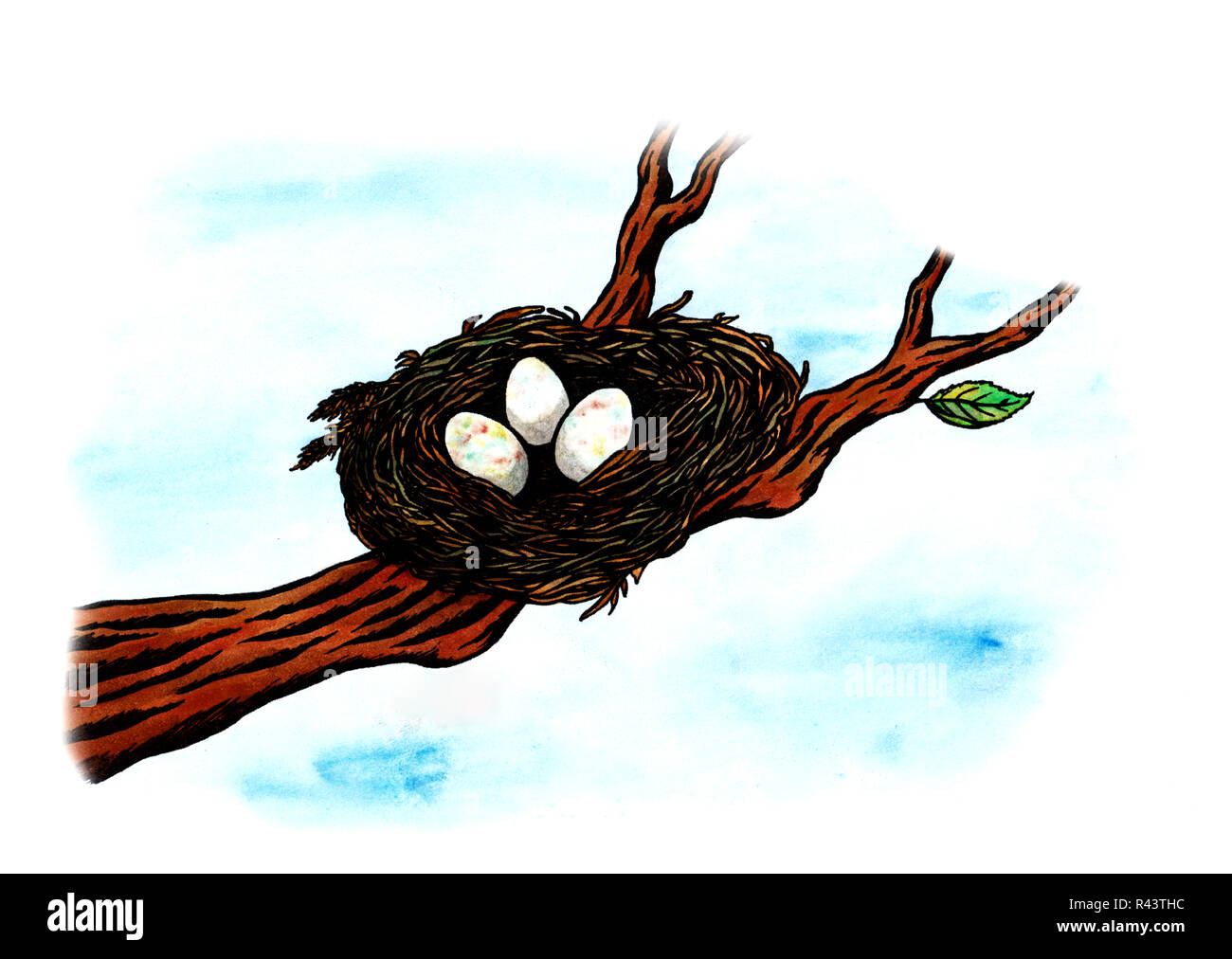 a bird's nest with three eggs inside on a branch Stock Photo - Alamy