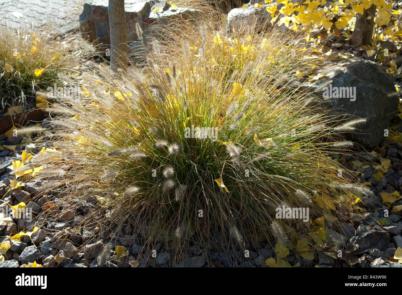 Rockery and green grass lawn hi-res stock photography and images - Alamy