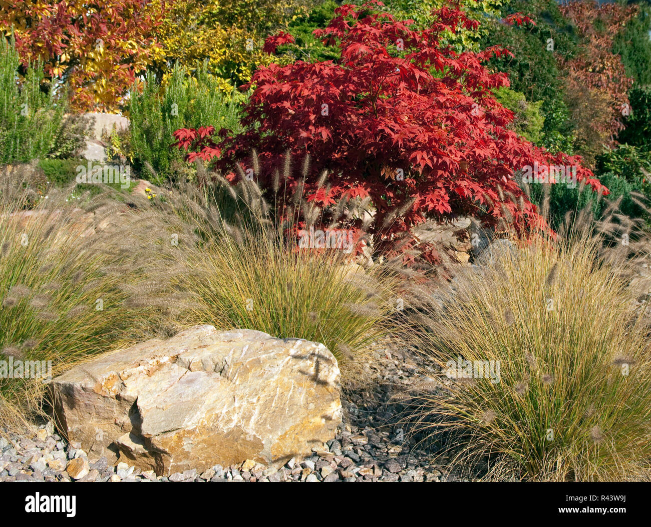 japanese-acer-rockery-hi-res-stock-photography-and-images-alamy