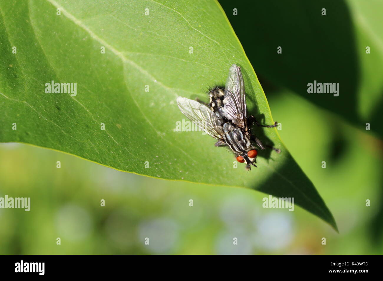 gray flesh fly sitting on leaf Stock Photo