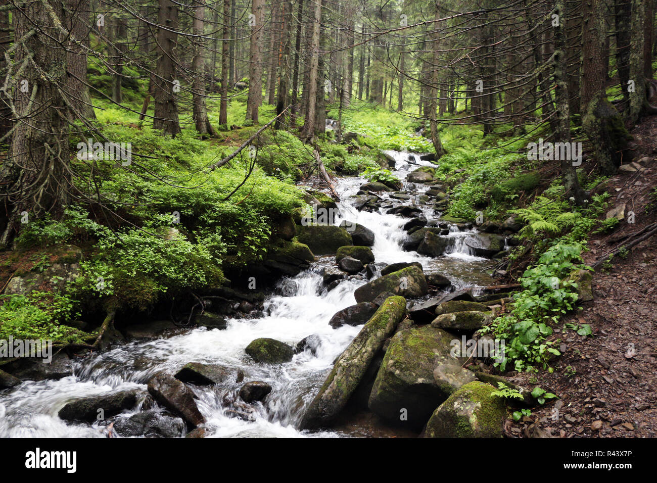 mountain forest river Stock Photo - Alamy