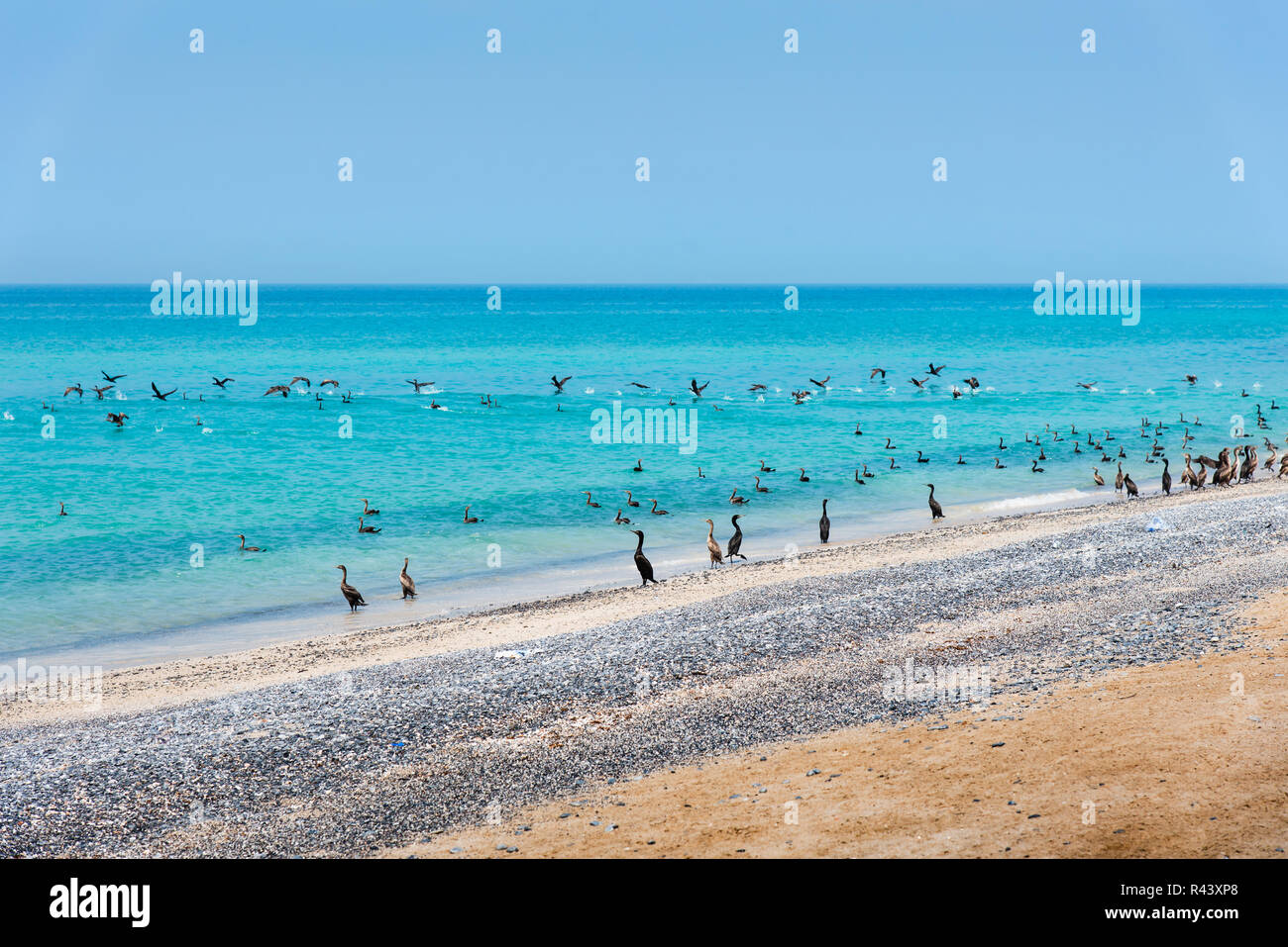 Beautiful beach crowded with birds on a sunny day Stock Photo