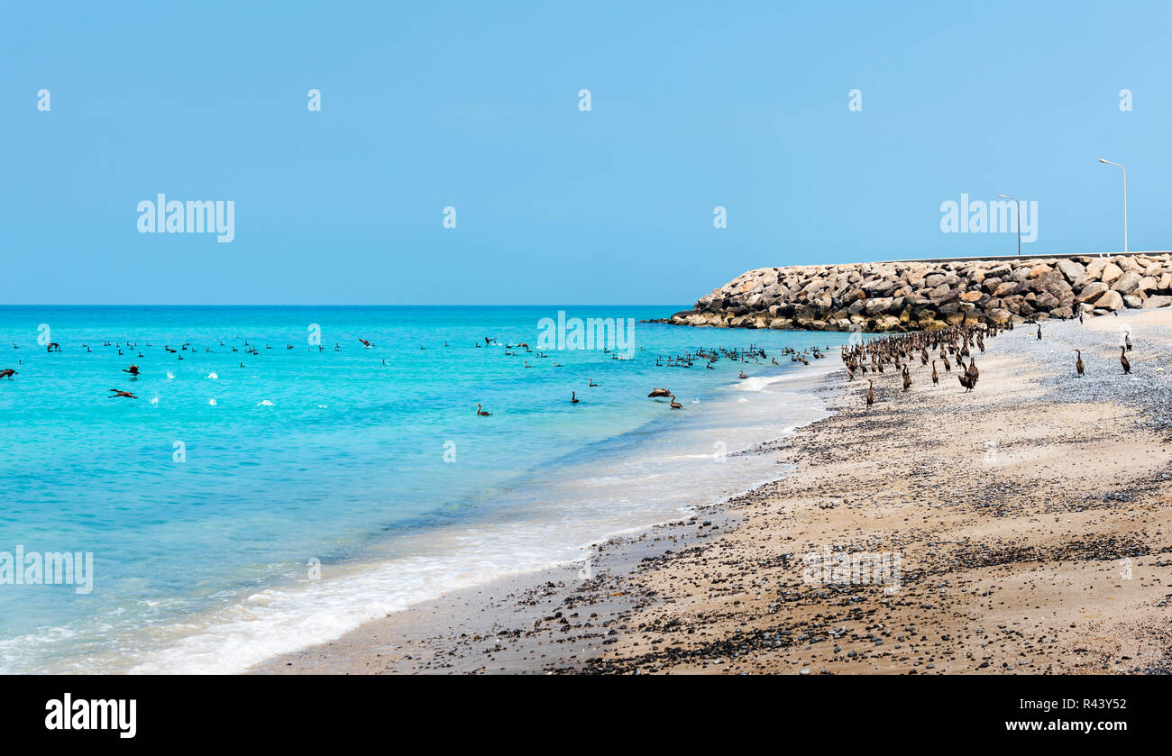 Beautiful beach crowded with birds on a sunny day Stock Photo