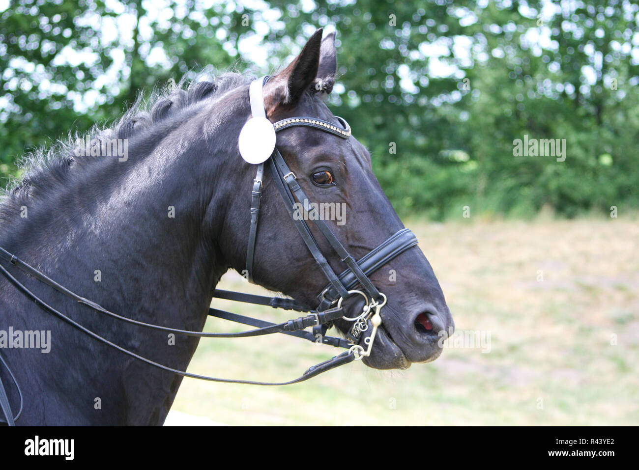 head of a competing horse Stock Photo