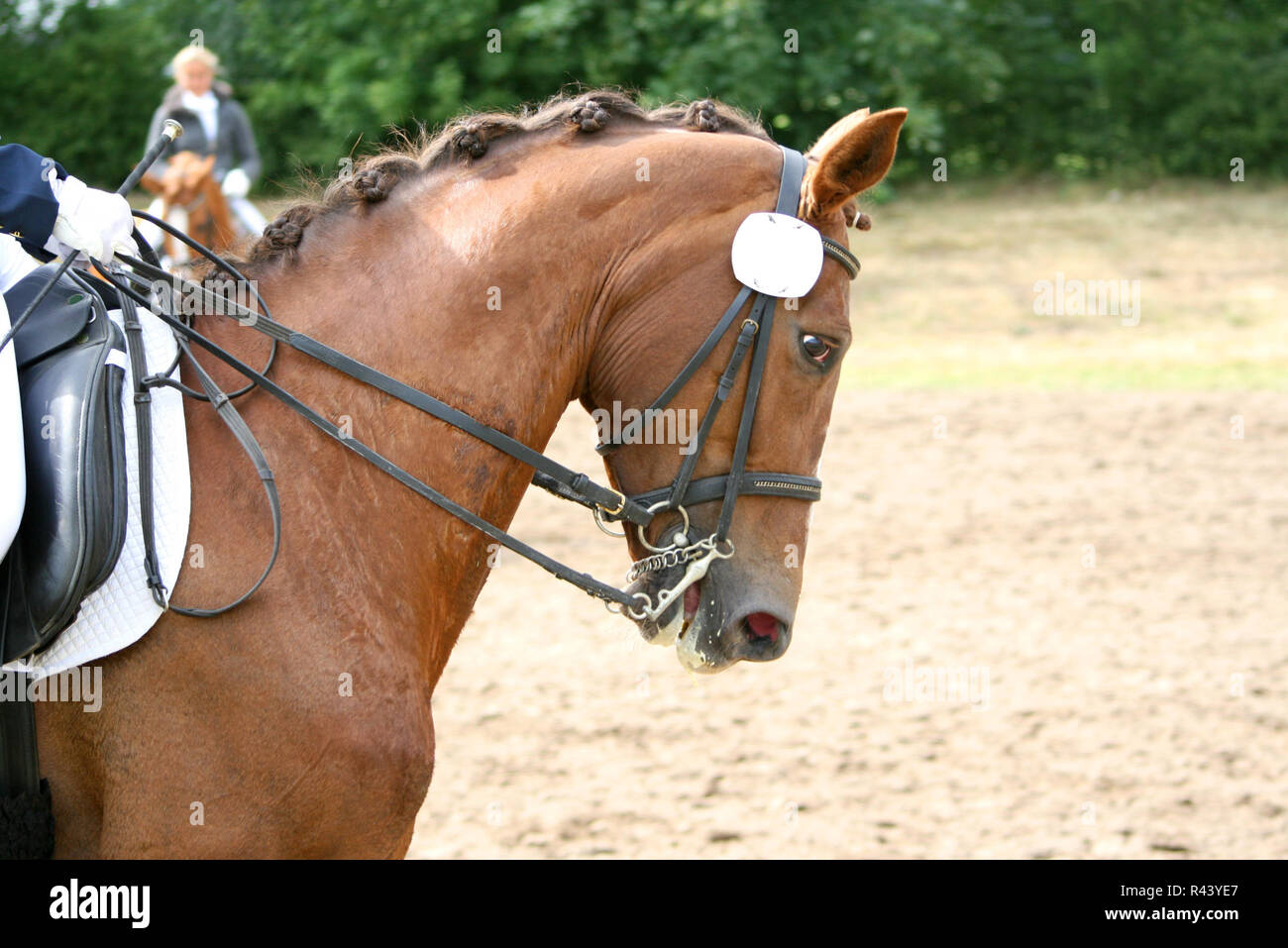 horse in the tournament Stock Photo