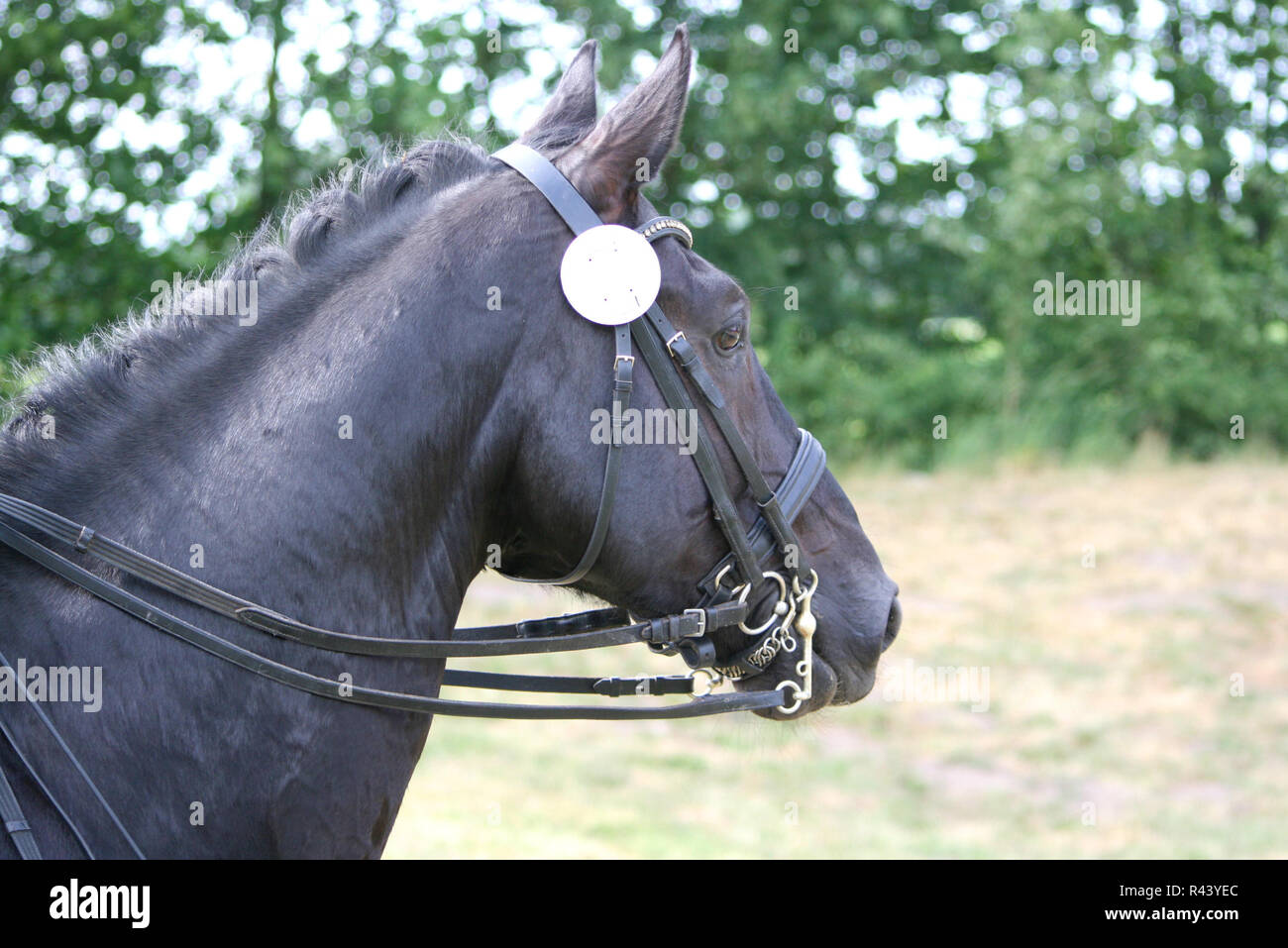 turnierpferd horsebit Stock Photo