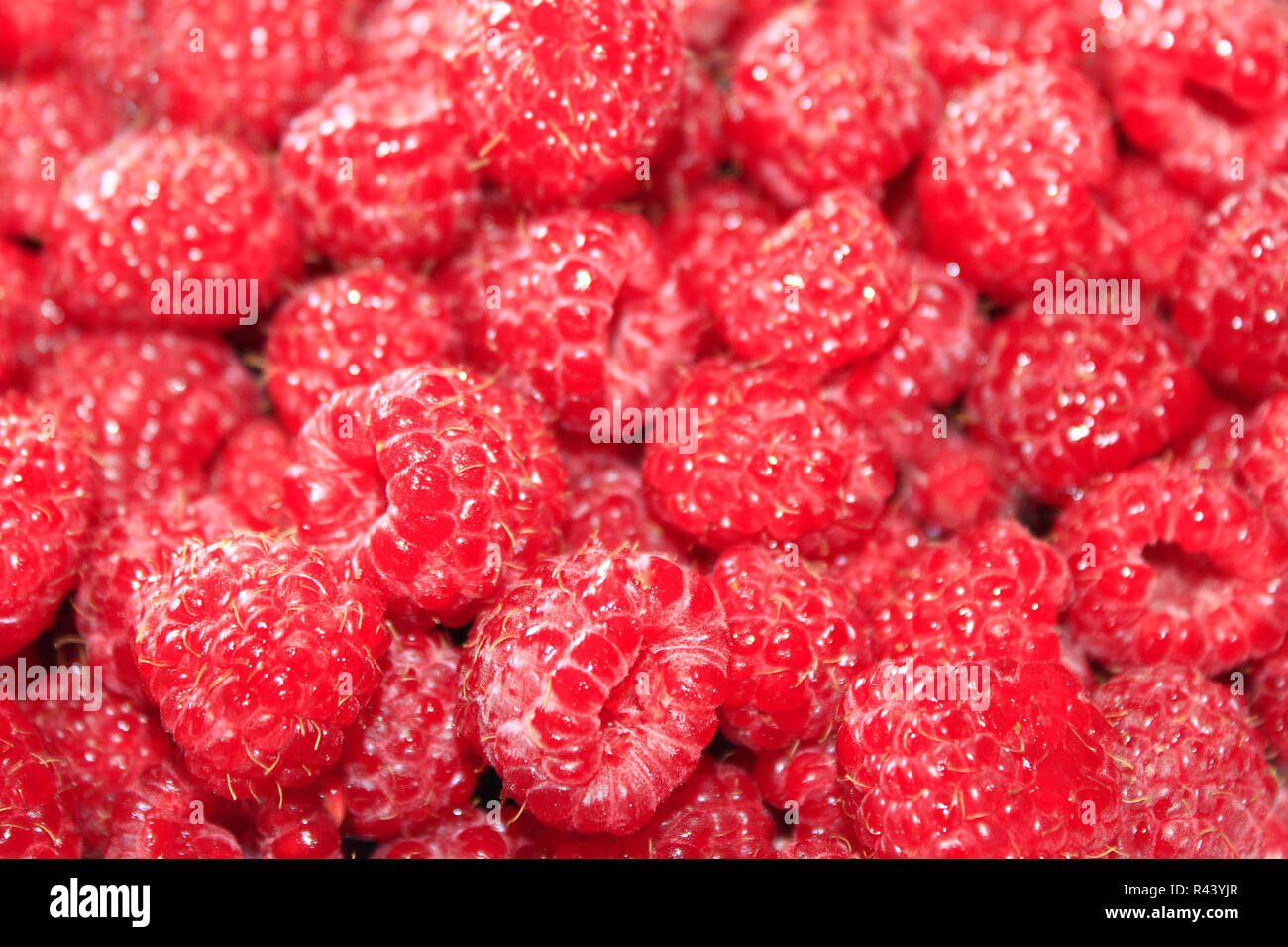 red berries of raspberry Stock Photo - Alamy