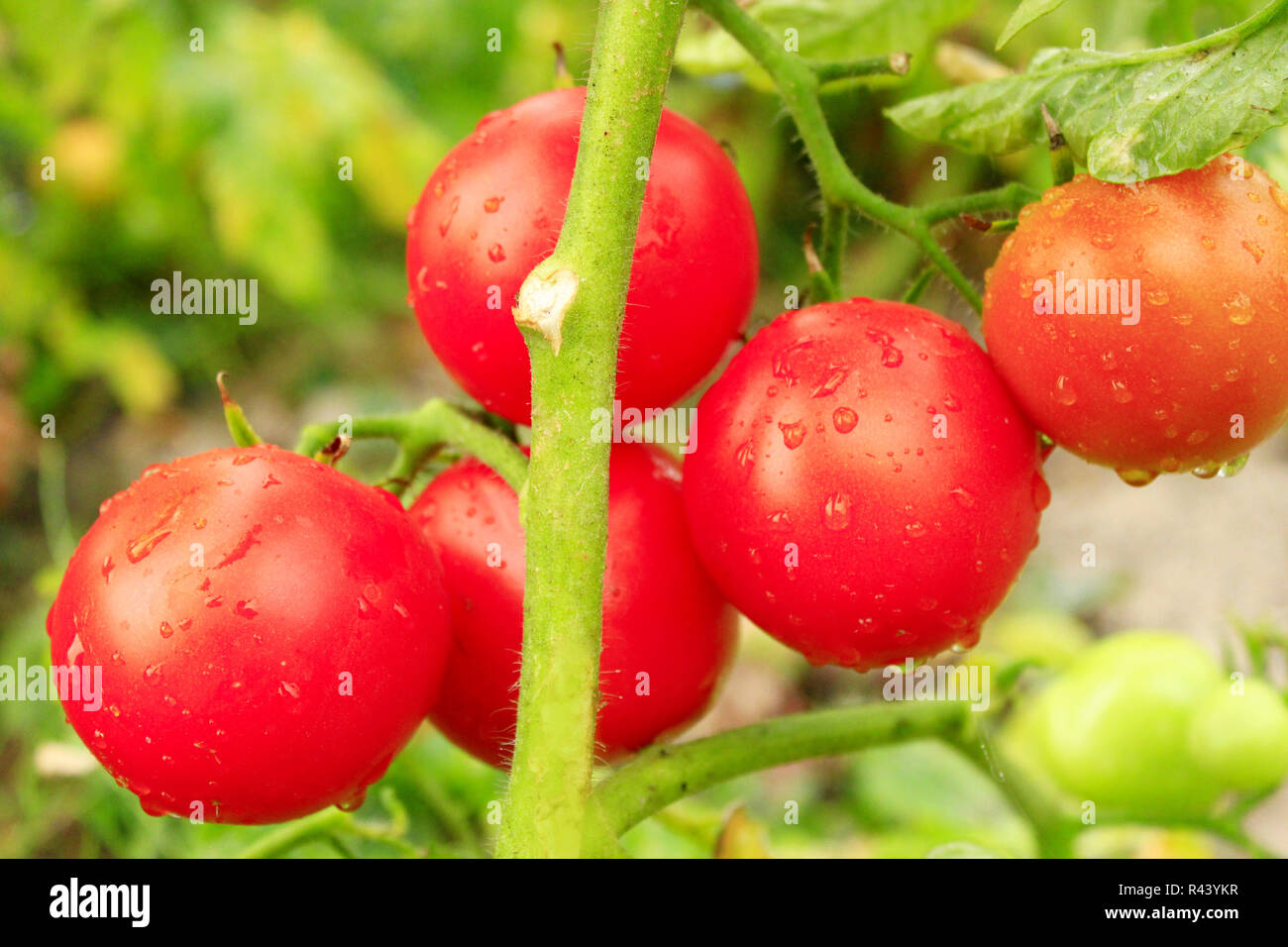 red tomatoes in the bush Stock Photo - Alamy