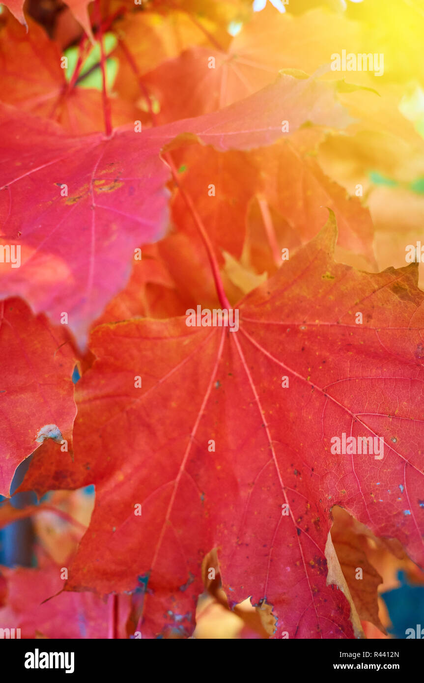 Background of red autumn maple injection closeup. Stock Photo