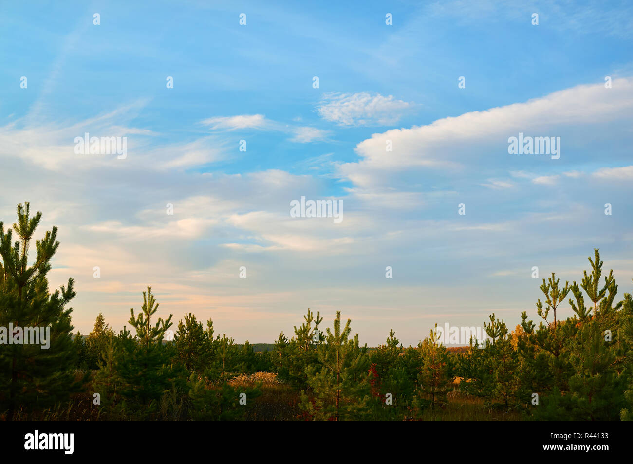 Young spruce, pine forest against the blue sky with clouds. Stock Photo