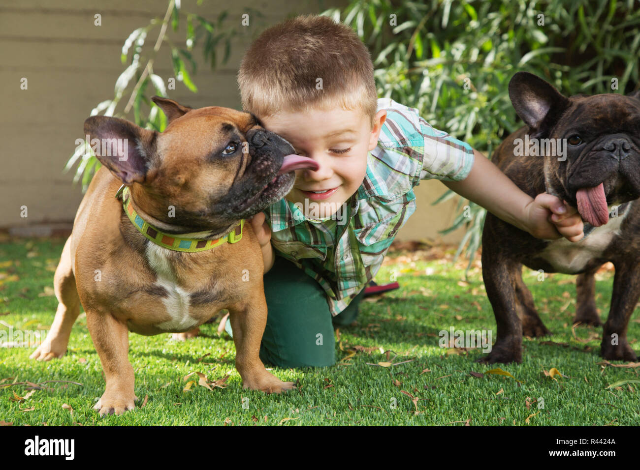 Cute Boy with Affectionate Dogs Stock Photo Alamy