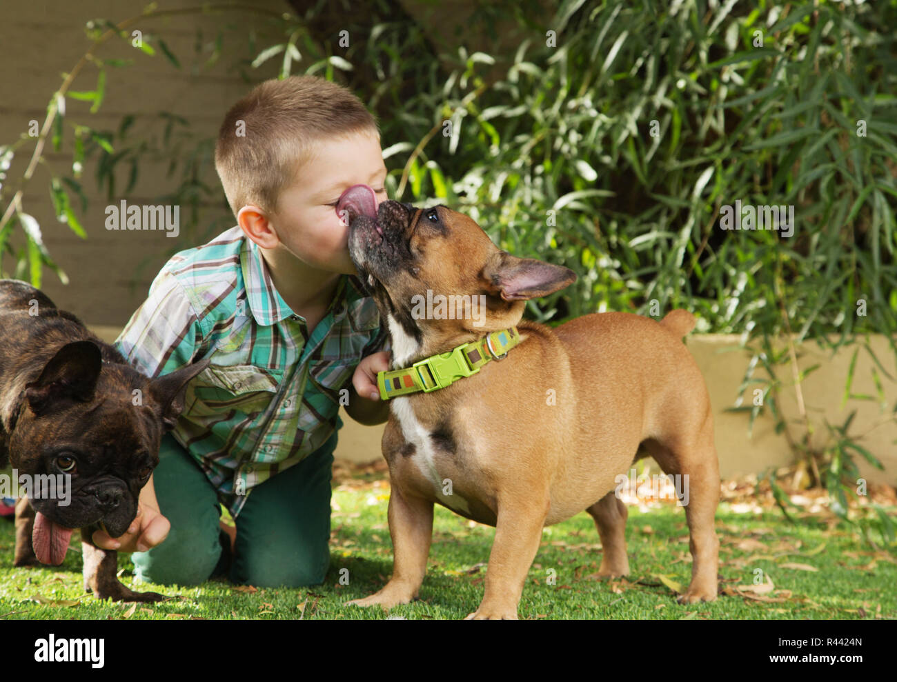 Why Do Dogs Lick Baby Faces