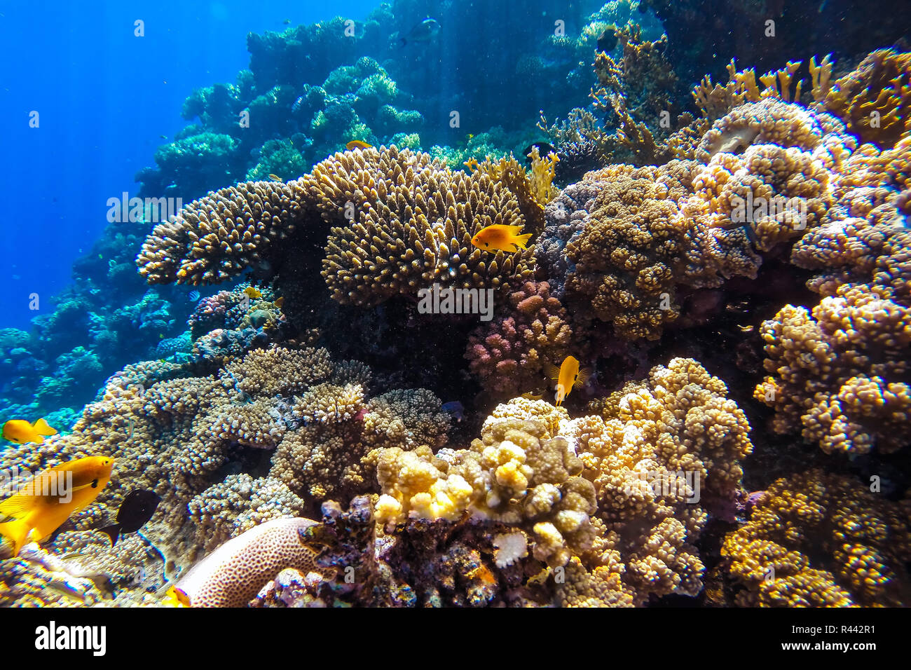 red sea underwater coral reef Stock Photo - Alamy