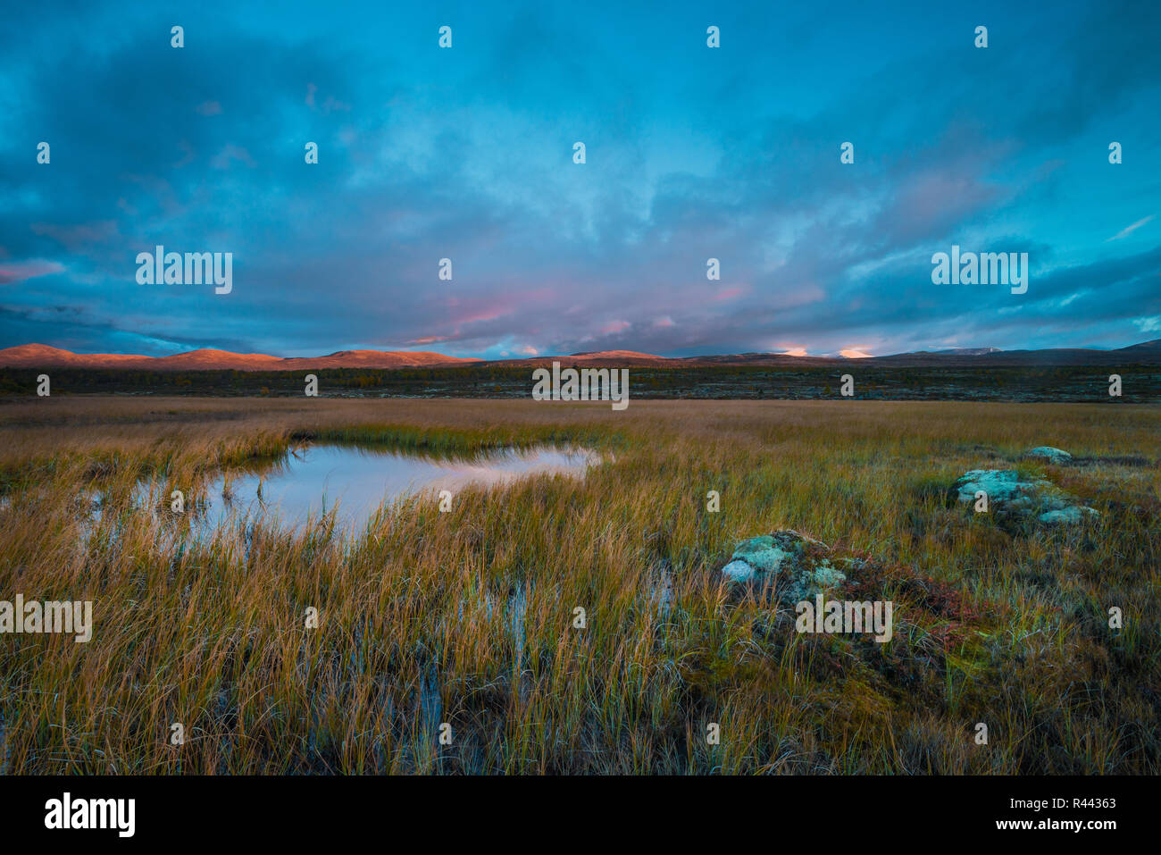 Early autumn morning at Fokstumyra nature reserve, Dovre, Norway. Stock Photo