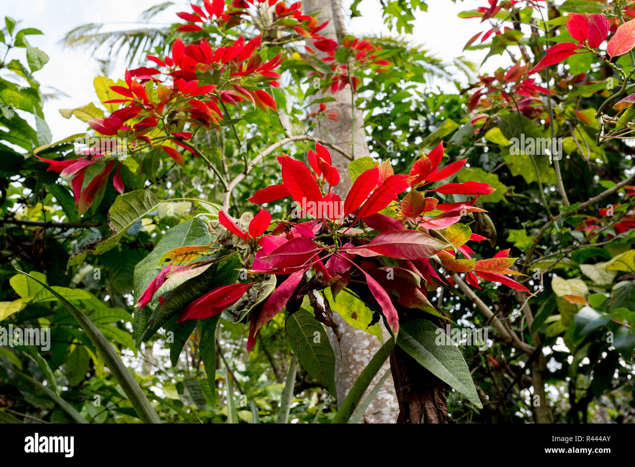 Wild winter rose with blossoms in indonesia Stock Photo