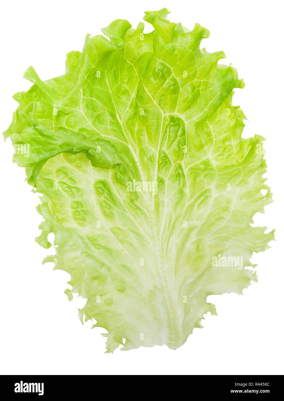 fresh green Leaf lettuce isolated on white Stock Photo Alamy