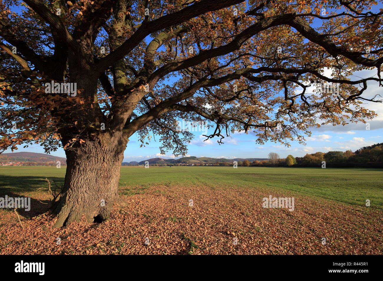 old oak tree in golden autumn Stock Photo - Alamy