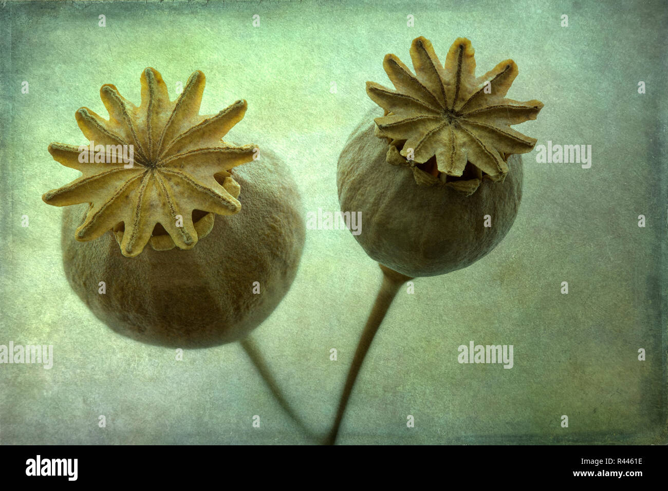 dried poppy heads with texture Stock Photo