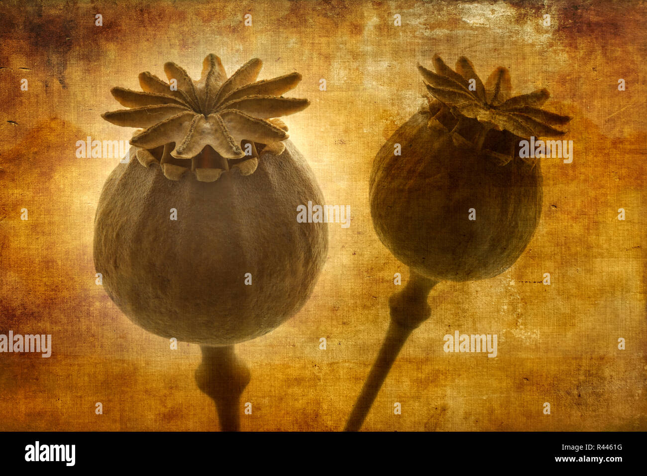 dried poppy heads with texture Stock Photo