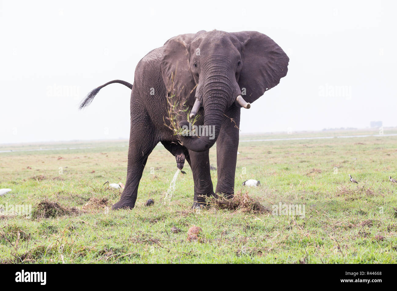 Elephant Bull in Chobe NP Stock Photo