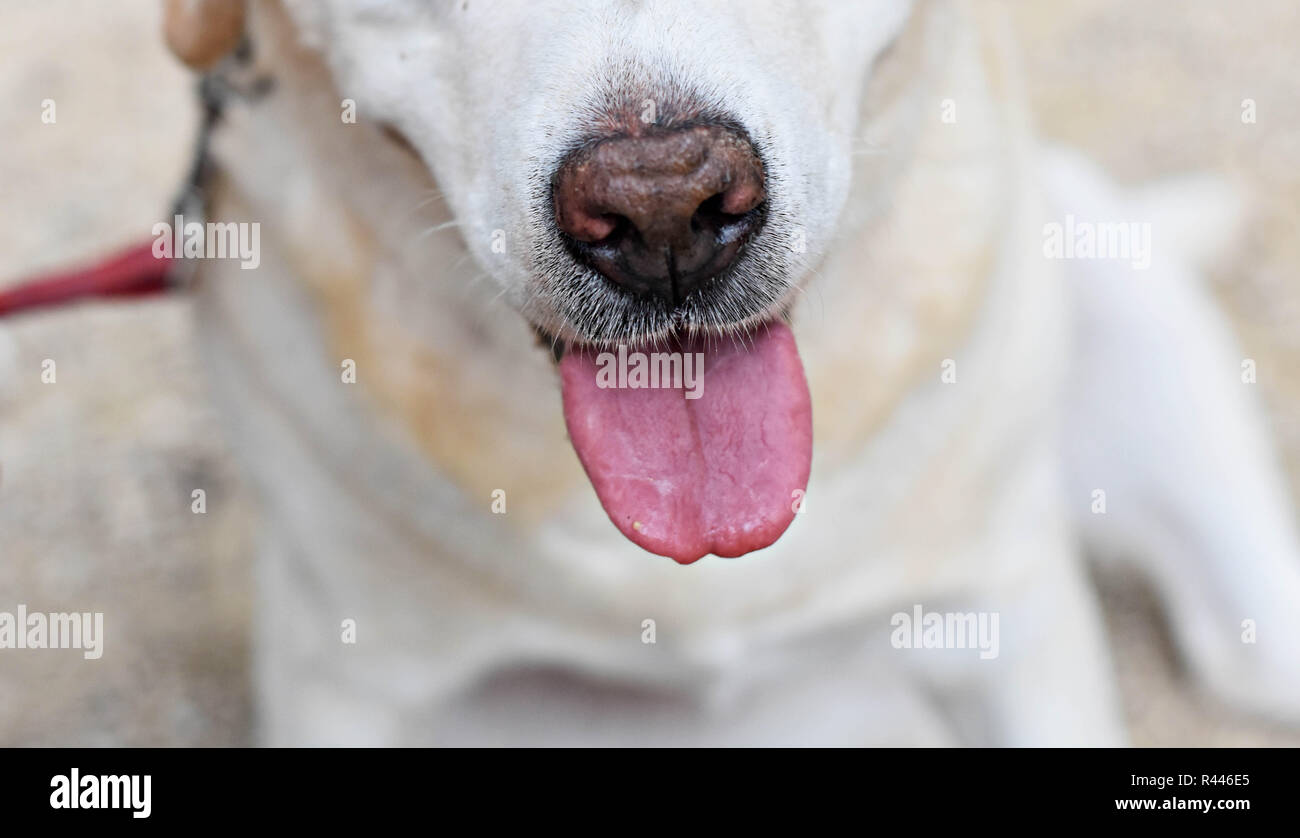 Closeup portrait of funny Labrador retriever dog sticking long pink tongue out Stock Photo