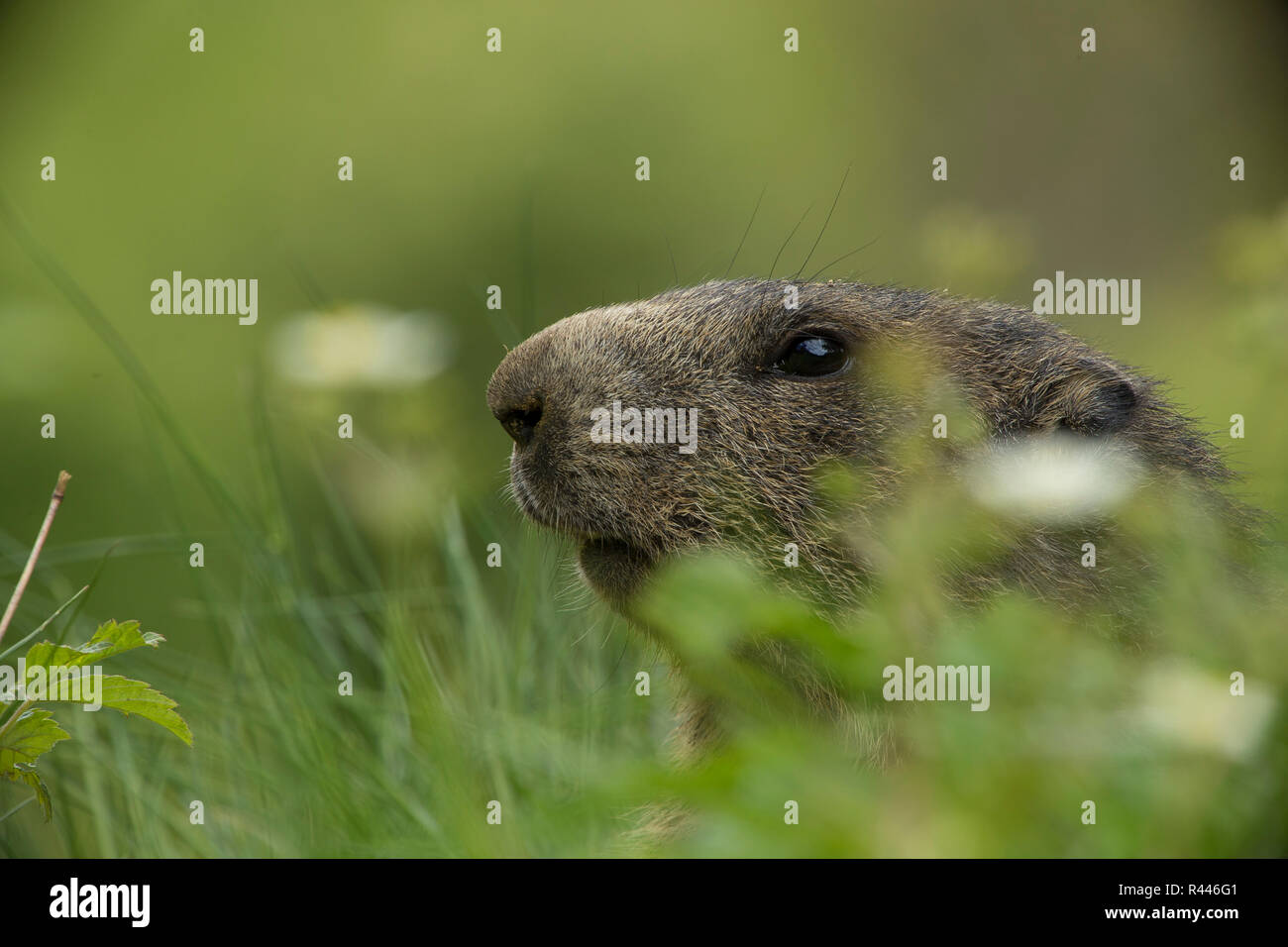 marmot Stock Photo