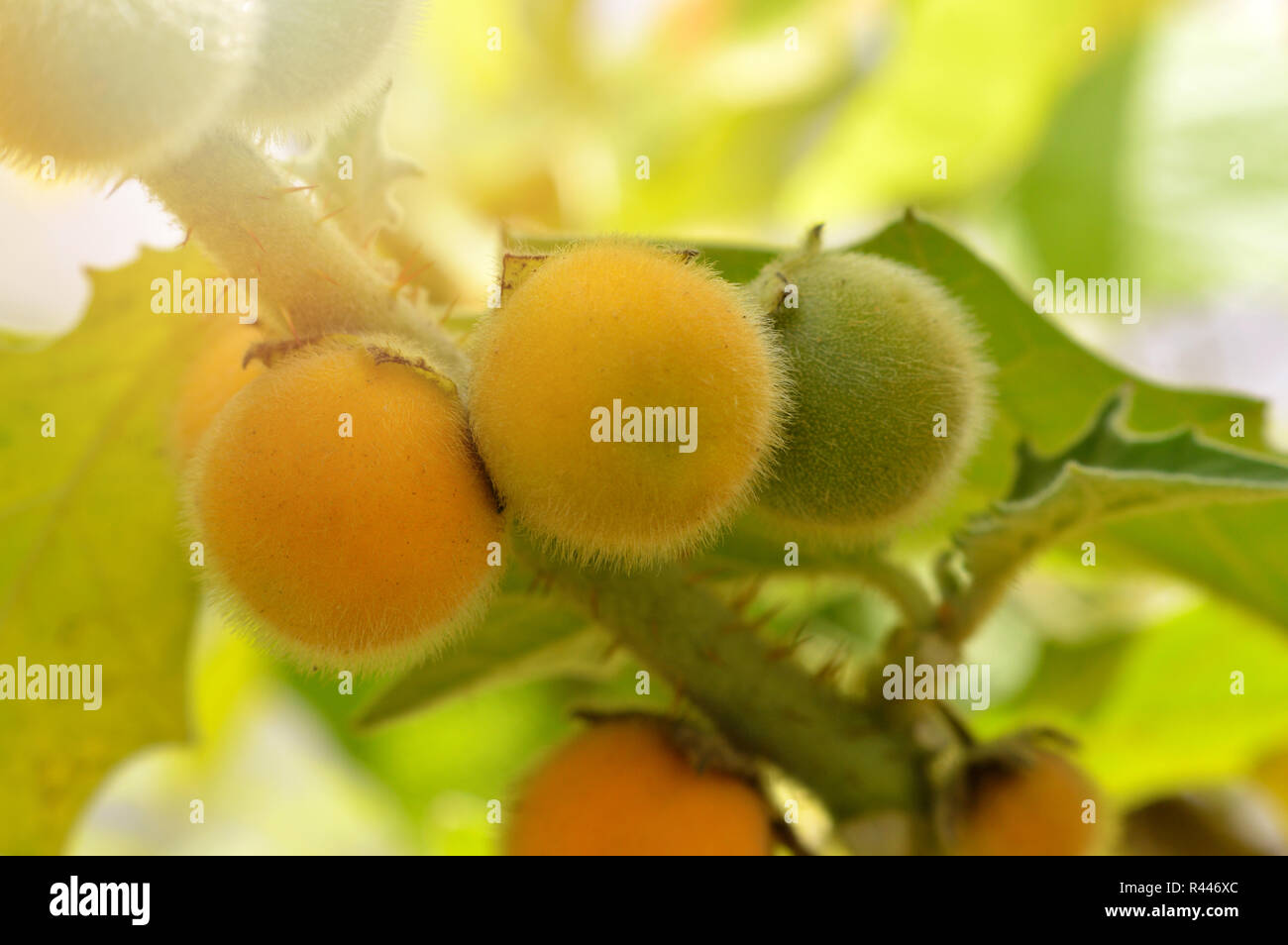 fresh eggplant hairy fruit on plant / solanum ferox or hairy fruited